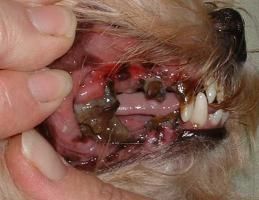 Puppy mills don't take care of dental issues